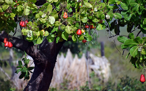 Cashew Tree  from Chrome web store to be run with OffiDocs Chromium online