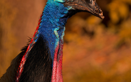 Cassowary  from Chrome web store to be run with OffiDocs Chromium online