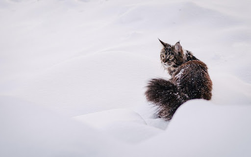 CAT 2 Theme  from Chrome web store to be run with OffiDocs Chromium online