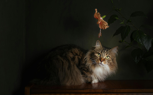 Cat admiring flowers  from Chrome web store to be run with OffiDocs Chromium online