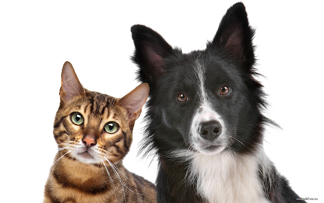 Cat and Dog  from Chrome web store to be run with OffiDocs Chromium online
