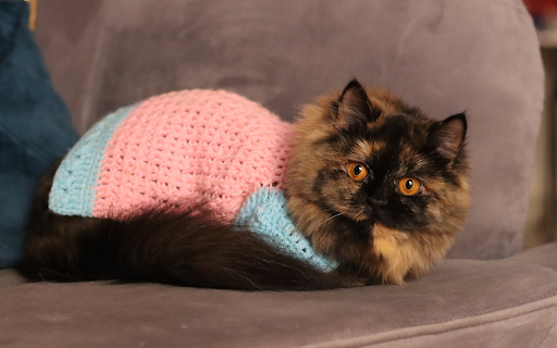 Cat and Pink Shirt  from Chrome web store to be run with OffiDocs Chromium online