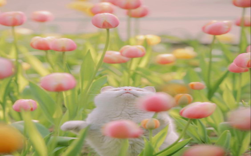 Cat and pink tulips wallpaper  from Chrome web store to be run with OffiDocs Chromium online