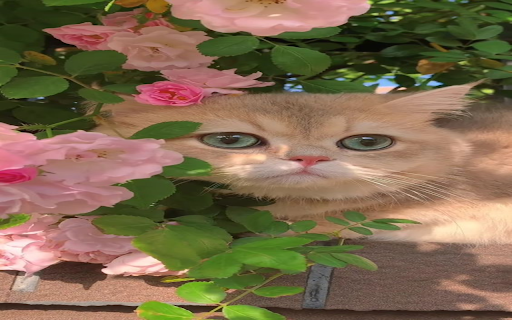 Cat and rose wallpaper  from Chrome web store to be run with OffiDocs Chromium online