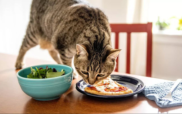 Cat Food For Sensitive Stomach  from Chrome web store to be run with OffiDocs Chromium online