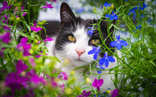 Cat in the flower garden  from Chrome web store to be run with OffiDocs Chromium online