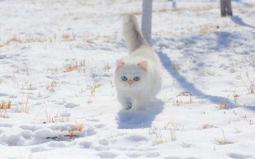 Cat kitten snow white  from Chrome web store to be run with OffiDocs Chromium online