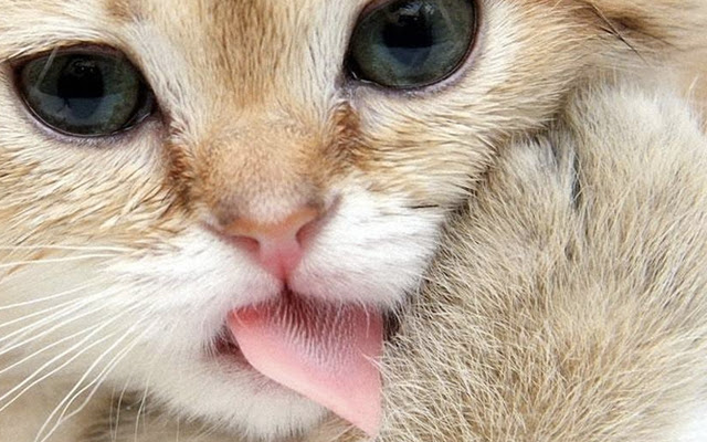 Cat licking screen clean  from Chrome web store to be run with OffiDocs Chromium online