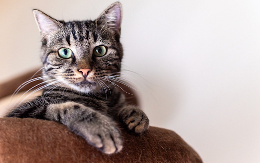 Cat lying on the sofa  from Chrome web store to be run with OffiDocs Chromium online