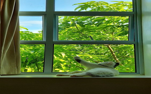 Cat lying on the window wallpaper  from Chrome web store to be run with OffiDocs Chromium online