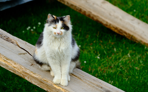 Cat on a Stick  from Chrome web store to be run with OffiDocs Chromium online