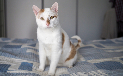Cat on the cushion  from Chrome web store to be run with OffiDocs Chromium online