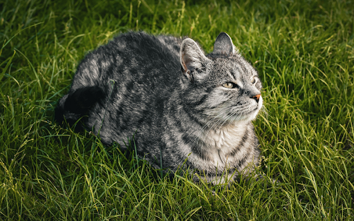 Cat on the Grass  from Chrome web store to be run with OffiDocs Chromium online