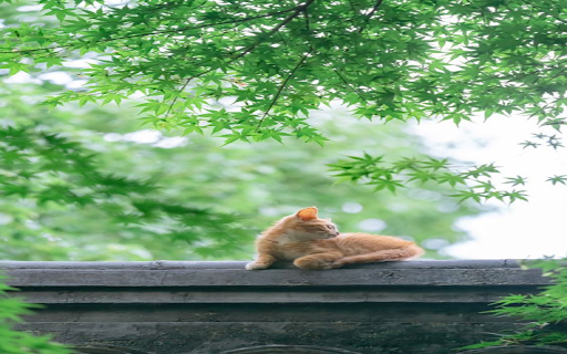 Cat on the roof wallpaper  from Chrome web store to be run with OffiDocs Chromium online