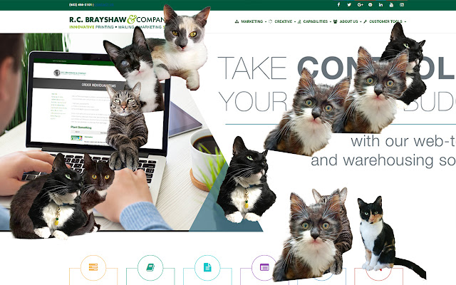 Cats!Cats Everywhere!  from Chrome web store to be run with OffiDocs Chromium online