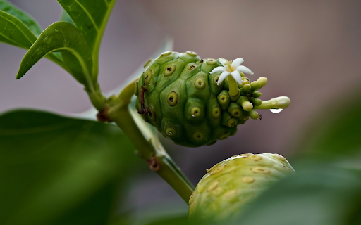 cats eye green fruit  from Chrome web store to be run with OffiDocs Chromium online