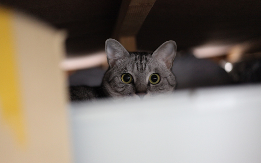 Cats eyes  from Chrome web store to be run with OffiDocs Chromium online