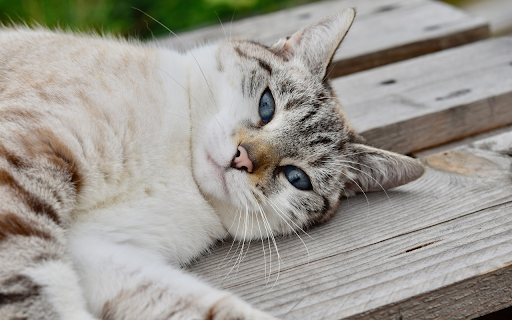 Cat shark  from Chrome web store to be run with OffiDocs Chromium online