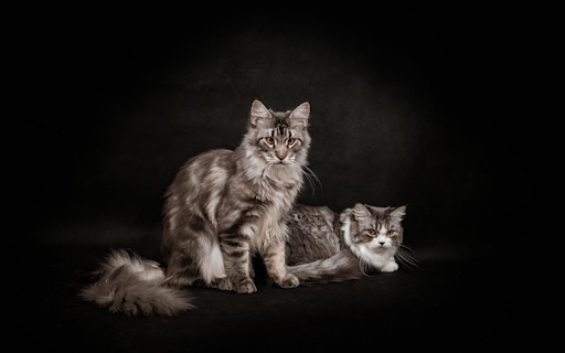 CATS Theme  from Chrome web store to be run with OffiDocs Chromium online