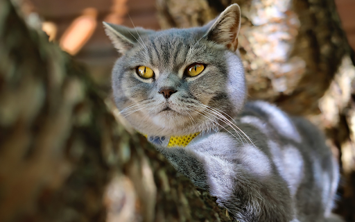 Cat sunbathing on a tree  from Chrome web store to be run with OffiDocs Chromium online