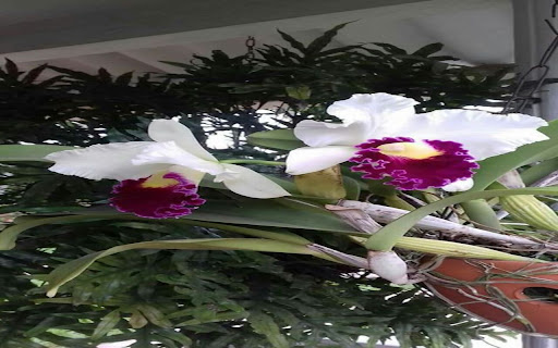 Cattleya orchid wallpaper  from Chrome web store to be run with OffiDocs Chromium online