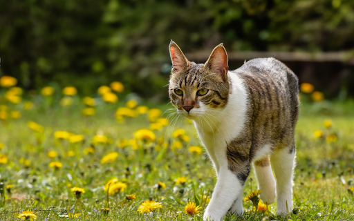 Cat walking on the grass and flowers from Chrome web store to be run with OffiDocs Chromium online Cat walking on the grass and flowers from Chrome web store to be run with OffiDocs Chromium online