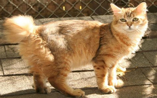 cat wallpaper  from Chrome web store to be run with OffiDocs Chromium online