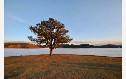 cay co don da lat 678  from Chrome web store to be run with OffiDocs Chromium online