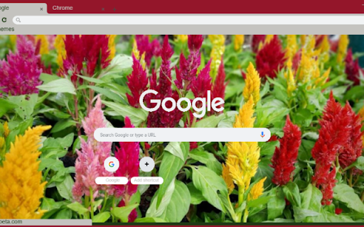 Celosia  from Chrome web store to be run with OffiDocs Chromium online