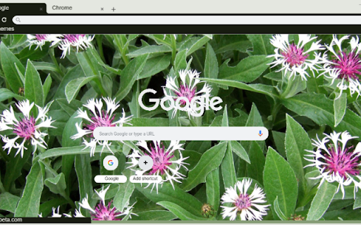 Centaurea  from Chrome web store to be run with OffiDocs Chromium online