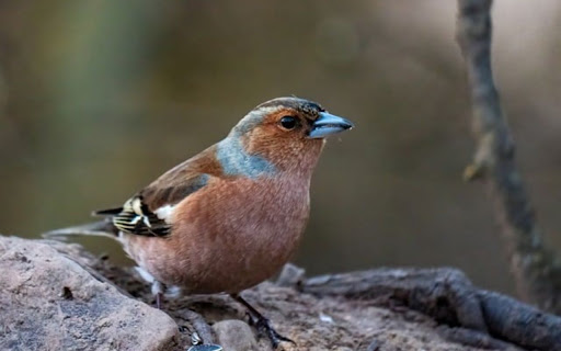 CHAFFINCH Theme  from Chrome web store to be run with OffiDocs Chromium online