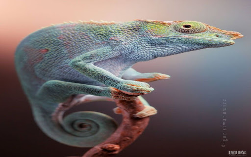 chameleon wallpaper  from Chrome web store to be run with OffiDocs Chromium online