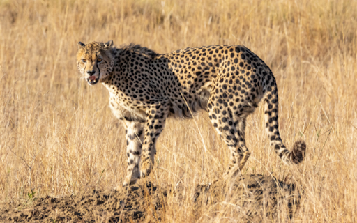 Cheetah  from Chrome web store to be run with OffiDocs Chromium online
