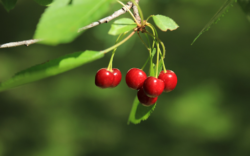 Cherries in the morning sunlight  from Chrome web store to be run with OffiDocs Chromium online