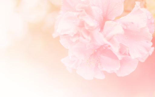Cherry Blossom Branches in Bloom on Pink  from Chrome web store to be run with OffiDocs Chromium online