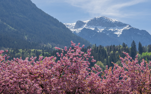 Cherry blossom forest next to the mountain  from Chrome web store to be run with OffiDocs Chromium online