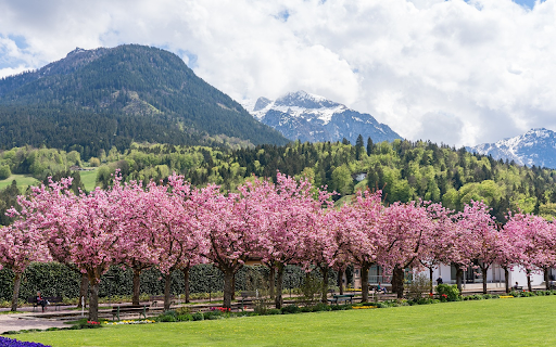 Cherry blossom garden  from Chrome web store to be run with OffiDocs Chromium online