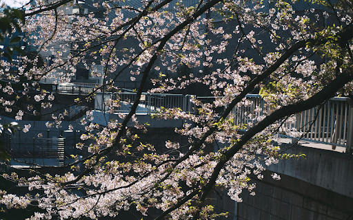 Cherry Blossom in Bloom  from Chrome web store to be run with OffiDocs Chromium online