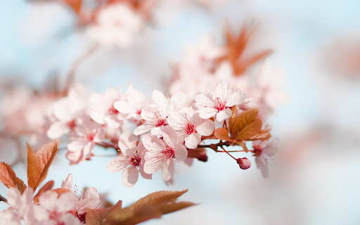 Cherry Blossoms and Young Buds  from Chrome web store to be run with OffiDocs Chromium online