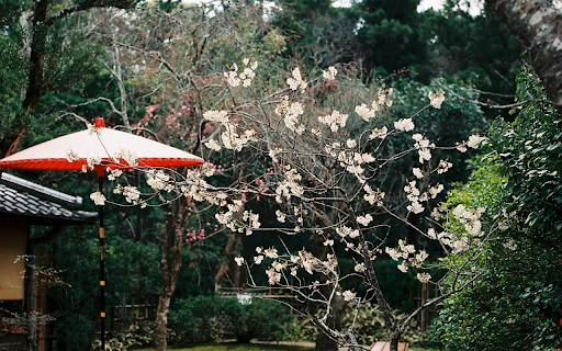 Cherry Blossoms on a Tree in Park  from Chrome web store to be run with OffiDocs Chromium online