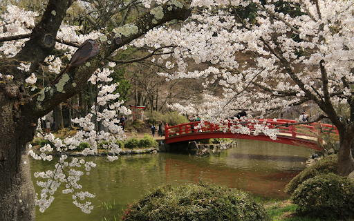 Cherry Tree Blossoms  from Chrome web store to be run with OffiDocs Chromium online