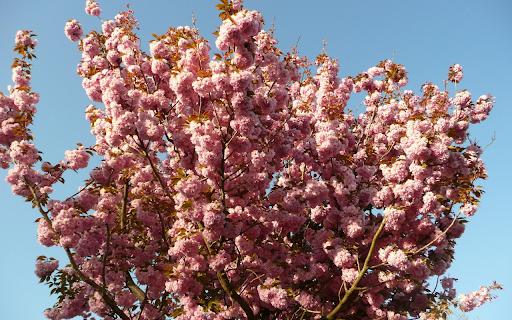 Cherry Tree in Blossom  from Chrome web store to be run with OffiDocs Chromium online