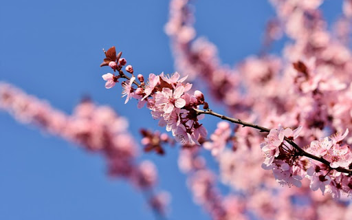 CHERRY TREE Theme  from Chrome web store to be run with OffiDocs Chromium online