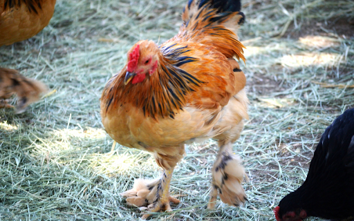Chicken and leg feathers  from Chrome web store to be run with OffiDocs Chromium online