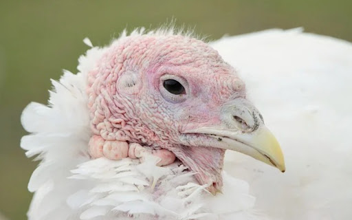CHICKEN THEME  from Chrome web store to be run with OffiDocs Chromium online
