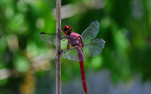 Chili Dragonfly  from Chrome web store to be run with OffiDocs Chromium online