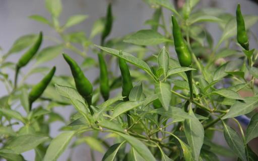 Chili plant and green fruits  from Chrome web store to be run with OffiDocs Chromium online