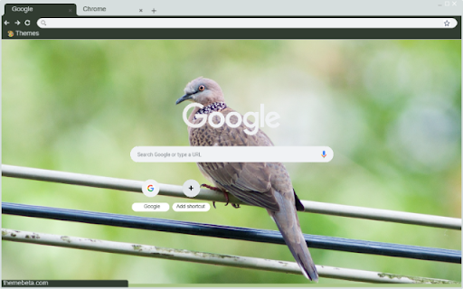 Chim Bo Cau Rung  from Chrome web store to be run with OffiDocs Chromium online