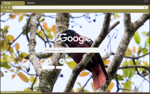 Chim Oriole  from Chrome web store to be run with OffiDocs Chromium online