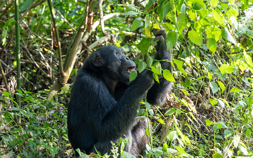 Chimpanzee and the Tree  from Chrome web store to be run with OffiDocs Chromium online